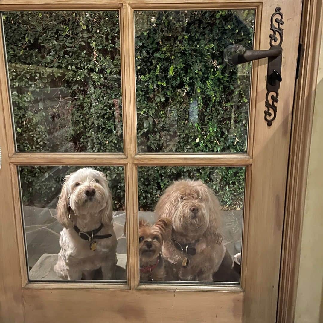 ケニー・オルテガのインスタグラム：「Hello. . . We’re all done. Can we come in now? Hello. . . Anybody home? #Harry # Sally #Willie #unconditionallove #onlylove #family ❌❤️‼️」