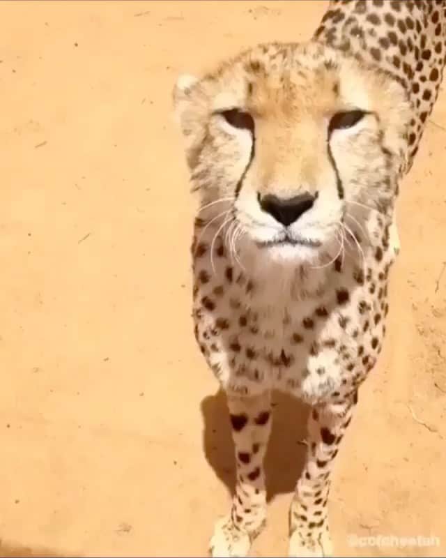 WildLifeのインスタグラム：「Have you ever heard of a cheetah voice before? 🐆 Tag someone that would love this! Video by @ccfcheetah」