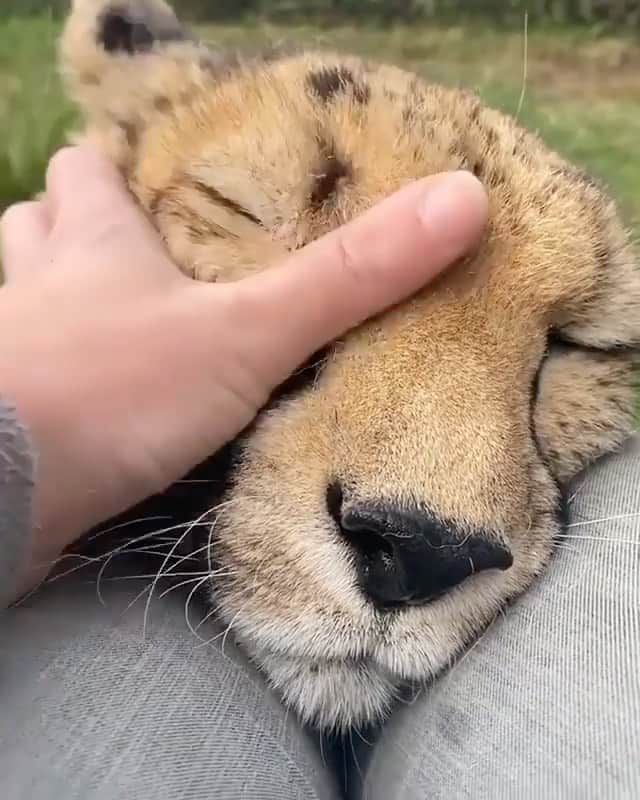 Cute Pets Dogs Catsのインスタグラム