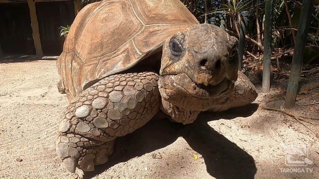 タロンガ動物園のインスタグラム