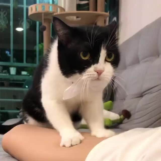 のインスタグラム：「When 2 paws aren't enough⠀ ⠀ 🎥@mr.ninja_kit ⠀ Tag #MMGTW get a chance to be featured by @9gag , @meowed and 9GAG Cute⠀⠀⠀⠀⠀⠀⠀⠀ ⠀⠀⠀⠀ #meowed @meowed #MyMeowGotTalentWeek #MyMeowGotTalent #MMGTW #tuxedocat #meowssage #猫忍者 #🇸🇬 #adoptedcat #adoptdontshop」