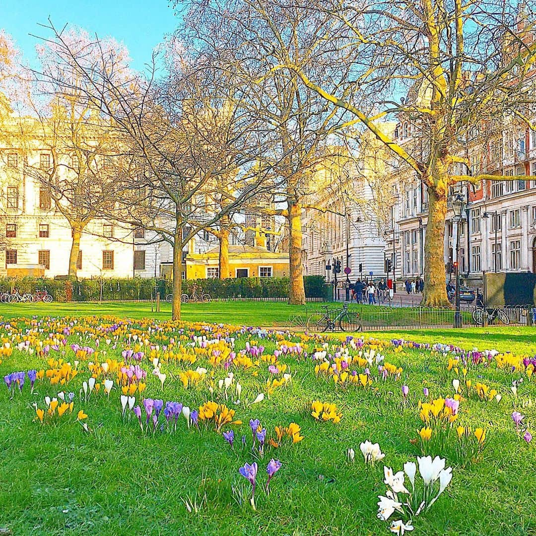 渡辺枝里子のインスタグラム：「【ロンドンにも春がきた🇬🇧🌷】  📍セントジェームズパーク  今日は朝から雲ひとつない青空☺️  まだコートは必要だけど、カラフルな花が公園に咲き始めました🌷  美容院に行けるようになったりするのは4/12からで、3月いっぱいはロックダウンのような生活ではありますが  それまで冬から春への季節の変化を楽しみながら過ごそうと思います☺️✨  * * * * * #london #uk #stjamespark #londondiaries #spring #flowers #londonphotographer  #ロンドン　#イギリス　#セントジェームズパーク #春 #ロンドン日記　#渡辺枝里子」