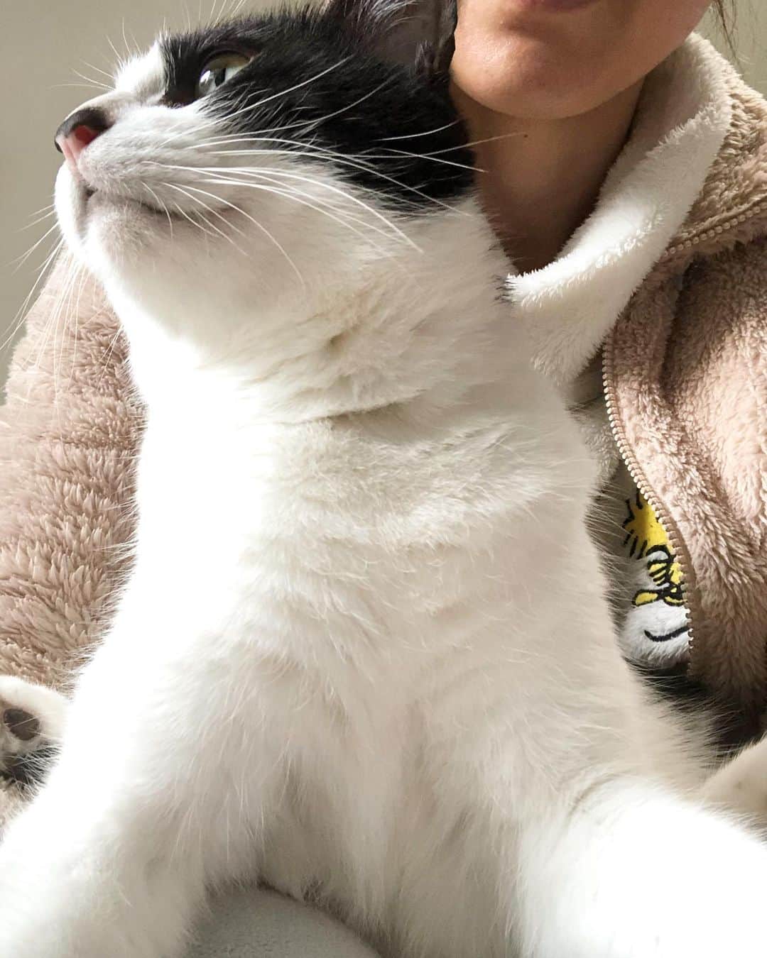 ぽんずのインスタグラム：「今朝は膝乗りたがりでした。  #ねこ#猫#cat#猫好き#親バカ#はちわれ#ハチワレ#はちわれ猫#ハチワレ猫#白黒猫部#にゃんすたぐらむ#ilovecat#猫大好き#うちの猫自慢#白黒猫 #我が家のぽんずくん #ちゅーちゅー妖怪」