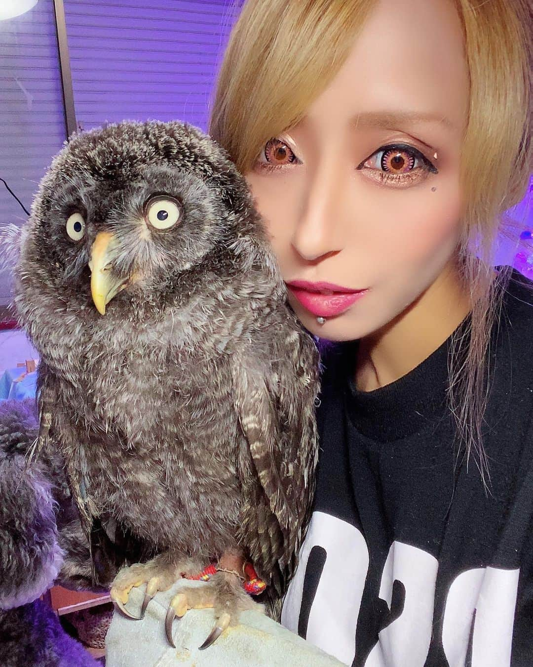 あきるなさんのインスタグラム写真 - (あきるなInstagram)「アルさん成長期と幼少期🦉 成長が早すぎ😂 . . . #フクロウ #カラフトフクロウ #ペットのいる生活 #エキゾチックアニマル #ギャル #キャバ嬢 #セルフィー #バンギャ #ティックトック #猛禽類 #ふわもこ部 #赤ちゃん #珍獣 #ペットのいる生活 #ペット #多頭飼い #owl #owlstagram #owllover #owlsofinstagram #selfie #me #gal #japanesegirl #petstagram #pet #animalstagram #animalsofinstagram #animal #animallovers」2月27日 22時31分 - runaruna1226