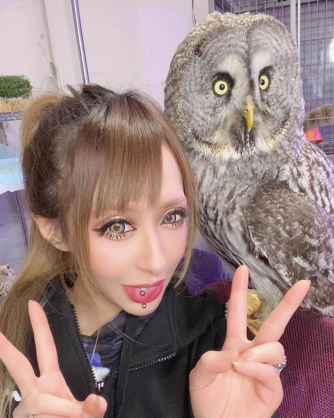 あきるなのインスタグラム：「アルさん成長期と幼少期🦉 成長が早すぎ😂 . . . #フクロウ #カラフトフクロウ #ペットのいる生活 #エキゾチックアニマル #ギャル #キャバ嬢 #セルフィー #バンギャ #ティックトック #猛禽類 #ふわもこ部 #赤ちゃん #珍獣 #ペットのいる生活 #ペット #多頭飼い #owl #owlstagram #owllover #owlsofinstagram #selfie #me #gal #japanesegirl #petstagram #pet #animalstagram #animalsofinstagram #animal #animallovers」