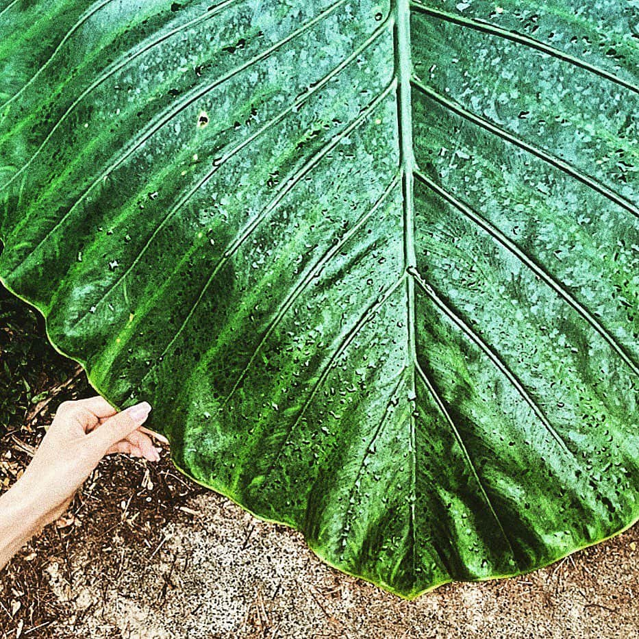 月島桃花さんのインスタグラム写真 - (月島桃花Instagram)「2020.11 鹿児島🌿奄美大島  おじぃちゃんは奄美出身 見せてもらった写真に血が騒いで 引き寄せられて旅へ🌳  マングローブカヤックは鏡の世界🪞🏳️‍🌈  お昼は太陽と自然に恵みをもらって 夜は波と虫の鳴き声と満天の星空に流れ星 人は暖かい人ばかり🌿AMAMI最高」2月27日 22時33分 - momoka_peanuts