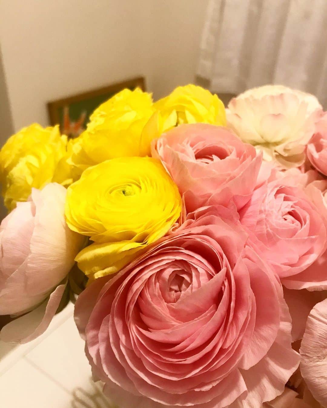 三好ジェームスのインスタグラム：「部屋がパッと明るくなりました！ 花のある生活！😁  宮崎県からラナンキュラスをいただきました😁  #高千穂ラナンキュラス#ラナンキュラス#Ranunculus#Flower#フラワー#花#宮崎県#宮崎#miyazaki#笑売繁盛ウメ子食堂#ウメ子食堂#rkbラジオ#radio#radiko#田代剛#テンション上がる」
