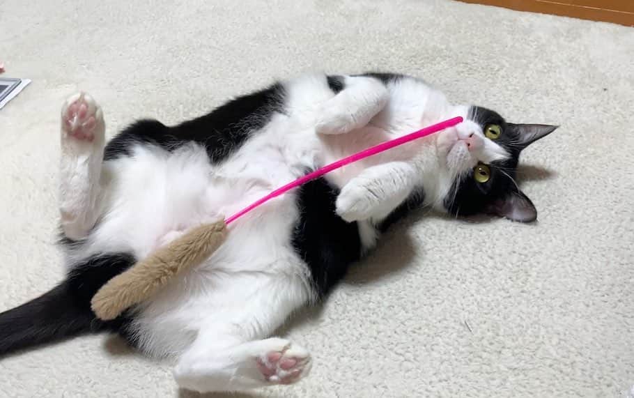ひのき猫さんのインスタグラム写真 - (ひのき猫Instagram)「ひまわりの、撫でてアピール(^^)」2月27日 22時41分 - hinoki.cute.kitten