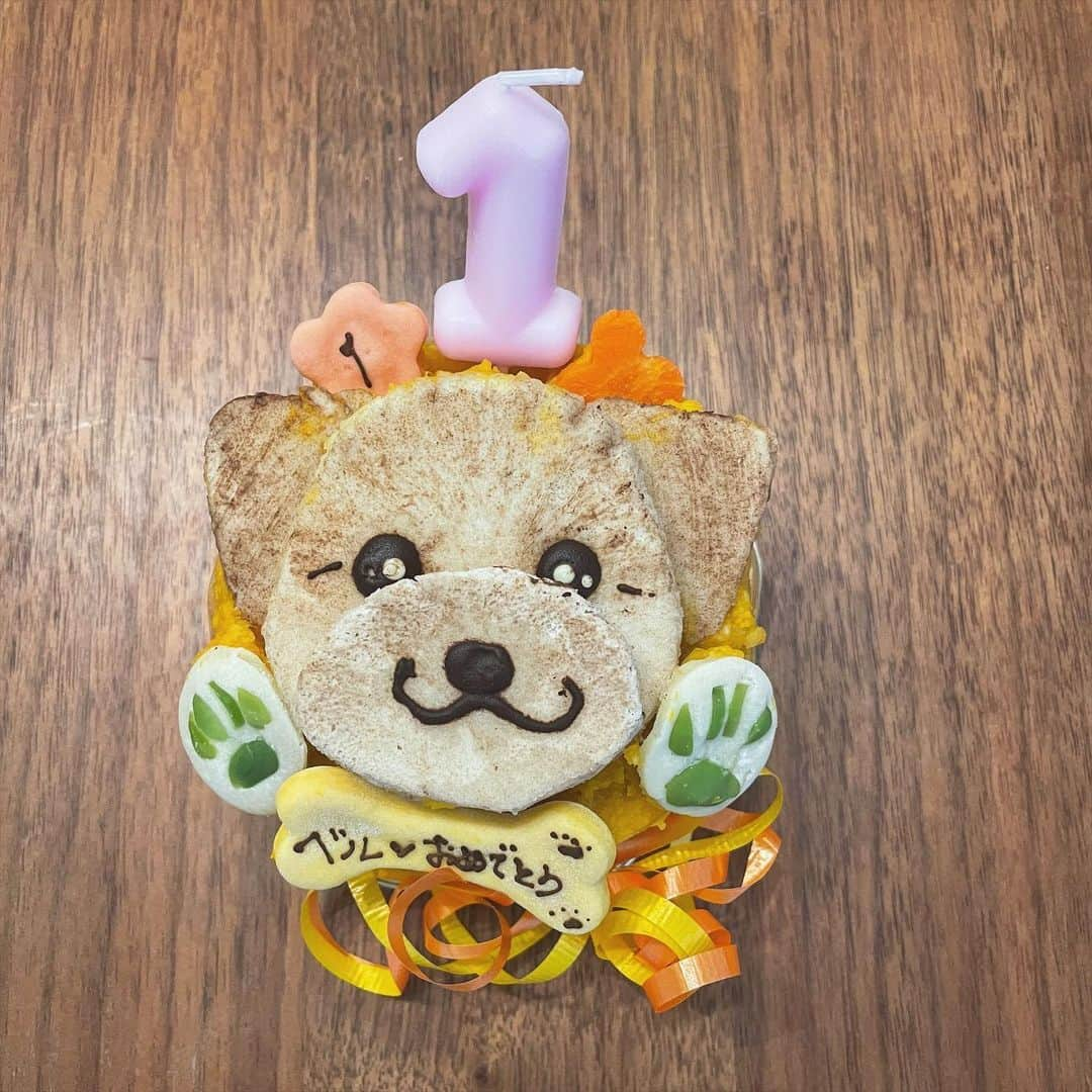 mimiさんのインスタグラム写真 - (mimiInstagram)「べったん happy birthday🎂💓 一才のお誕生日おめでとう🎊 生まれてきてくれてありがとう❤️  べったんと毎日一緒にいれて 本当幸せ🥺💓💓 神様ありがとう♡  べっちゃんをお迎えした後に気づいたのですが 誕生日が私の逆なの❣️ 私　7月22日生まれ ベル　2月27日生まれ  運命だね☺️❤️ ・ #撮影から帰ってきて急いでデコレーション #ケーキの2ショット撮ろうとしたら肉球のところ食べられて断念 #似顔絵ケーキ #愛犬ケーキ #飾り付けはAmazonで購入 #happybirthday #ハピバスタイ #愛犬の誕生日 #一才誕生日 #はじめての誕生日#ベルたんの成長記録 #ベルたん #ベルスタグラム #べるすたぐらむ #ベルたんとの生活 #トイプーとポメラニアンのmix #ハーフ犬 #ポメプー #ポメプー部 #テディベア犬 #いぬすたぐらむ #犬好きな人と繋がりたい #愛犬との暮らし #生後12ヶ月 #ポメプー会 #わんこグッズ #一歳になりました #お誕生日おめでとう」2月27日 22時55分 - chan.mi3