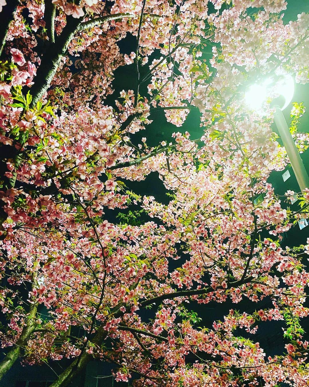 本間昭光さんのインスタグラム写真 - (本間昭光Instagram)「春の訪れを実感」2月27日 22時51分 - akimitsuhomma