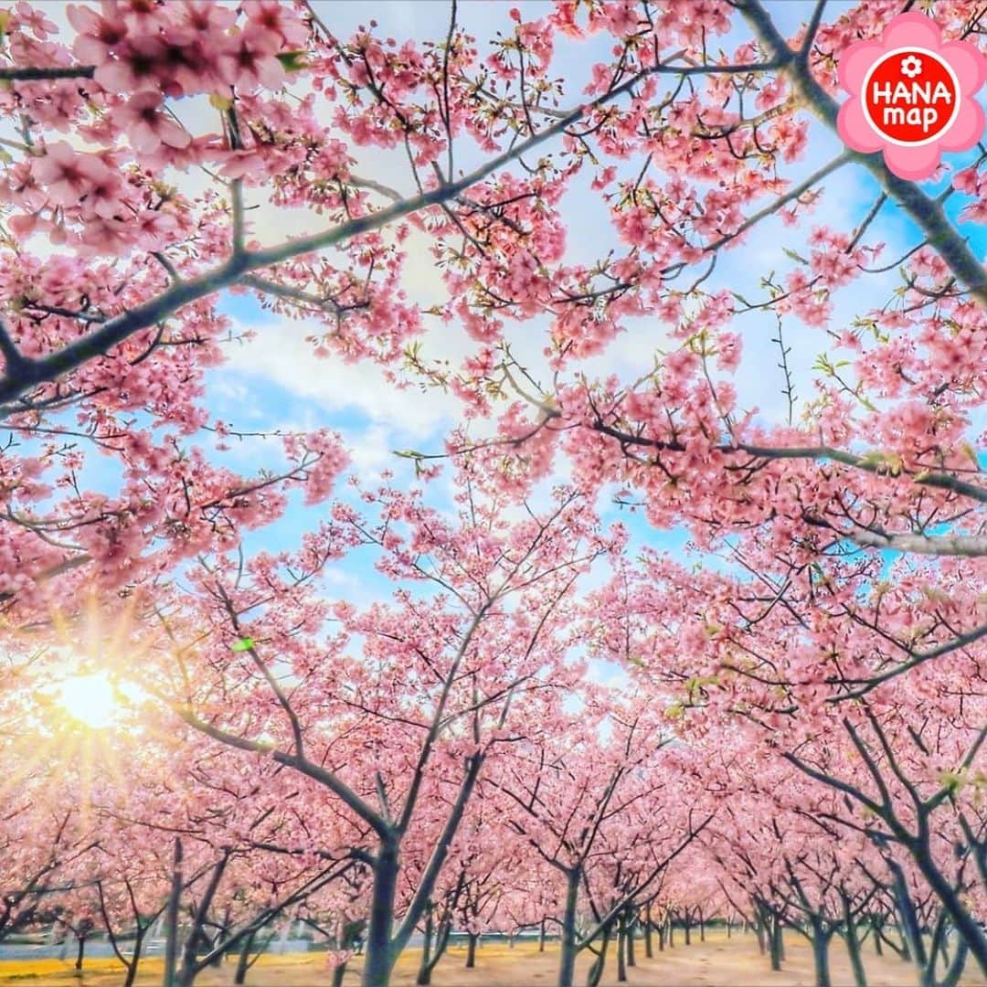はなまっぷ❁日本の花風景さんのインスタグラム写真 - (はなまっぷ❁日本の花風景Instagram)「🌸はなまっぷ🌸 *  @usagi_to_kuma_3 さんの 花のある風景に花まるを💮 * 小柄な河津桜が満開の可愛い風景をありがとうございます😊🌸 * 山口　#萩しーまーと  Hagi, Yamaguchi Pref. * 🌼河津桜の花言葉📝🌼 想いを託します * 🌹緊急事態宣言が解除されるまで、季節を問わず過去のお写真も含めてご紹介させていただきます🌺 * 🌸•••🌸•••🌸•••🌸•••🌸•••🌸 * いつも素敵なお花をありがとうございます😊 #はなまっぷ #日本の美しい花風景#花のある風景#花#花言葉#風景#河津桜 * 🌸••••••お知らせ••••••🌸 * はなまっぷ本第3弾 世界中に贈りたい　花の絶景100 大好評発売中！！ Amazonからご購入いただけます📖 （@hanamap プロフィール欄にURL有） 日本の美しい花風景がたっぷり100ヶ所🌸 ぜひご覧ください😄」2月27日 22時52分 - hanamap