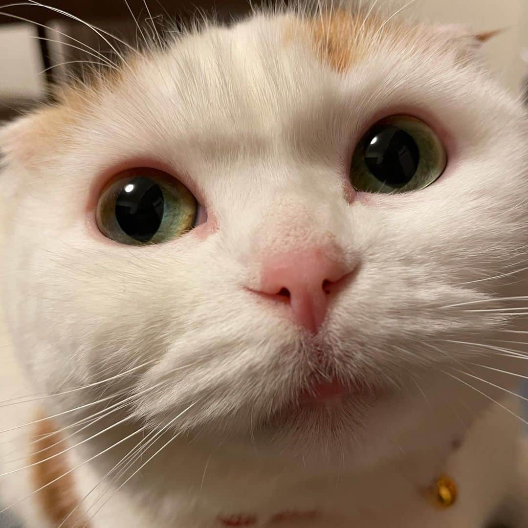 momo0224momomoさんのインスタグラム写真 - (momo0224momomoInstagram)「かわいい❤️  #ねこ#猫#かわいい#スコティッシュ#スコティッシュフォールド#ノルウェージャン#まん丸猫#ドラえもん#猫バカ#親バカ#多頭飼い#猫の平和を祈る#ペットバカ#ヌコ#Instagram猫#ねこ部#rakutenpet」2月27日 23時12分 - momo0224momomo