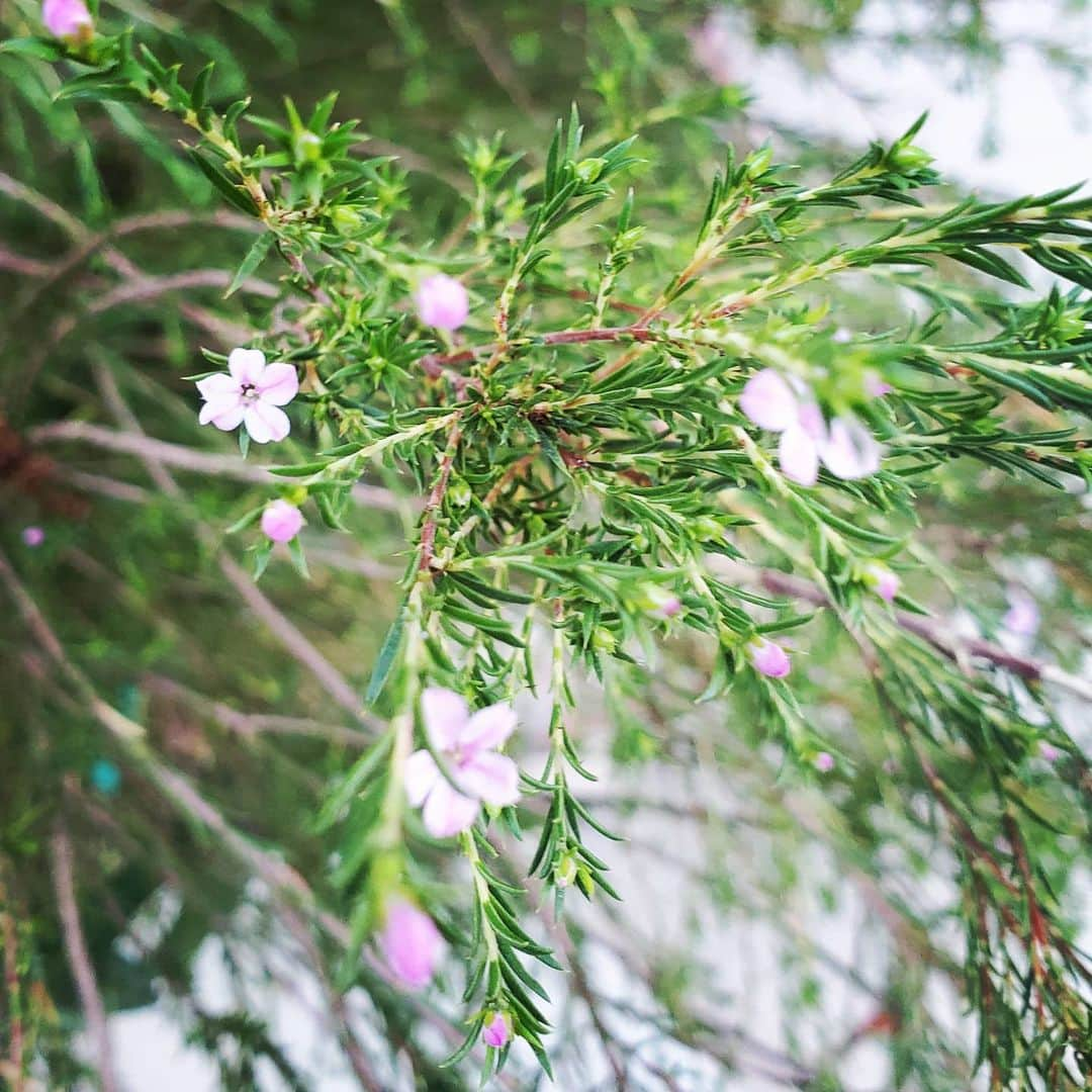 ガソリングラマーさんのインスタグラム写真 - (ガソリングラマーInstagram)「TINY PURPLE FLOWERS #GASOLINEGARDEN #ILOVEGARDENS #GARDENSRULE #GARDENCHURCH #GARDENPARTY #GARDENMAGIC #AVANTGARDEN #GARDENS #GARDENGANGSTER #GARDEN #GRADENLIFE #GARDENER #GARDENTIME  #GARDENING #VEGETABLEGARDEN #FLOWERS #SUCCULENTS  #PLANTS  #CACTUS #AYEARINFLOWERS  #shadowhills  #THANKYOU  @gasolineglamour  #GASOLINEGLAMOUR #PLANTSOMESHIT  #GROWSOMESHIT @nicksnursery  #NICKSNURSERY」2月27日 23時07分 - gasolineglamour