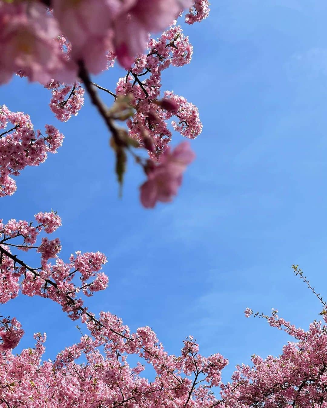 生駒幸恵さんのインスタグラム写真 - (生駒幸恵Instagram)「怒涛の仕事weekだったので久しぶりにちゃんとお休みでした♫ 近くの公園へ桜を見に🌸満開の河津桜ほんとに綺麗。毎年、この季節から中目黒川の桜が散るまで、大好きなシーズン😍とともに花粉症のつらさ😇🤧 そしてめちゃくちゃ寒い⛄️ とはいってももう3月になるので春服をみにお買い物もいって、朝から充実した土曜日でした♬ 皆さんどんな土曜日でしたか🥰  ps 先日のセミナーご参加いただいた方、たくさんのメンションも、ありがとうございます🥺💓 余韻に浸りながら、まだ残りの3/7(日)の講演があるので、すべて終わったらインスタに詳しく記事を書こうと思っています🐰 当日はclubhouseでまたアフタートークもやります🎤よろしければそちらも是非😋  #桜が好き #桜 #河津桜」2月27日 23時18分 - sachi_918