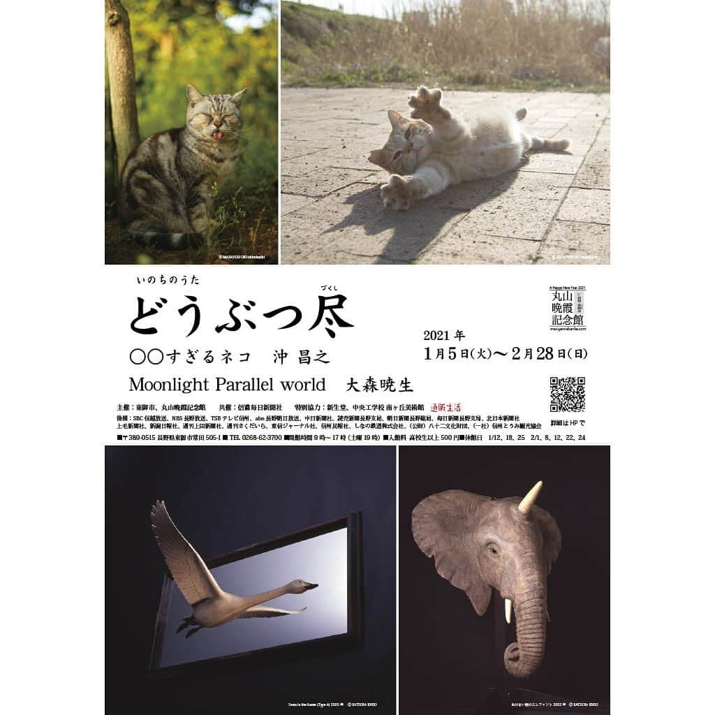 Masayukiさんのインスタグラム写真 - (MasayukiInstagram)「【明日が最終日！！】 長野県東御市丸山晩霞記念館 いのちのうた　どうぶつ尽展  彫刻家　Moonlight Parallel world　大森 暁生 猫写真家　○○すぎるネコ　沖 昌之   彫刻家　大森 暁生さんといっしょに 長野県東御市丸山晩霞記念館にて どうぶつ尽を行います。 大森さんは 讃岐國分寺(香川県)より依頼を受け、現存唯一の完全版大日如来坐像を制作してるくらい硬派な方で ごいっしょできるなんて かなり光栄です。  ぼくは A1とA2サイズの写真を 70枚くらいかな 展示予定です。 そこまでしっかり 大きなサイズで展示するのって初めてな気がします。  お近くでしたら、ぜひ足を運んでくださいね。 絶対かわいいから！   と言いたいところだけども、コロナにはすっごい気をつけてお越しくださいませ。  丸山晩霞記念館 〒 389-0515 長野県東御市常田505-1 東御市文化会館内 TEL 0268-62-3700 / FAX 0268-62-3262  展示期間 2021年1月5日（土）〜 2020年2月28日（日）  開館時間 9:00 ～ 17:00　(最終入館 閉館30分前)   #cat #ねこ #大森暁生 #どうぶつ尽 #沖昌之 #丸山晩霞記念館」2月27日 23時20分 - okirakuoki