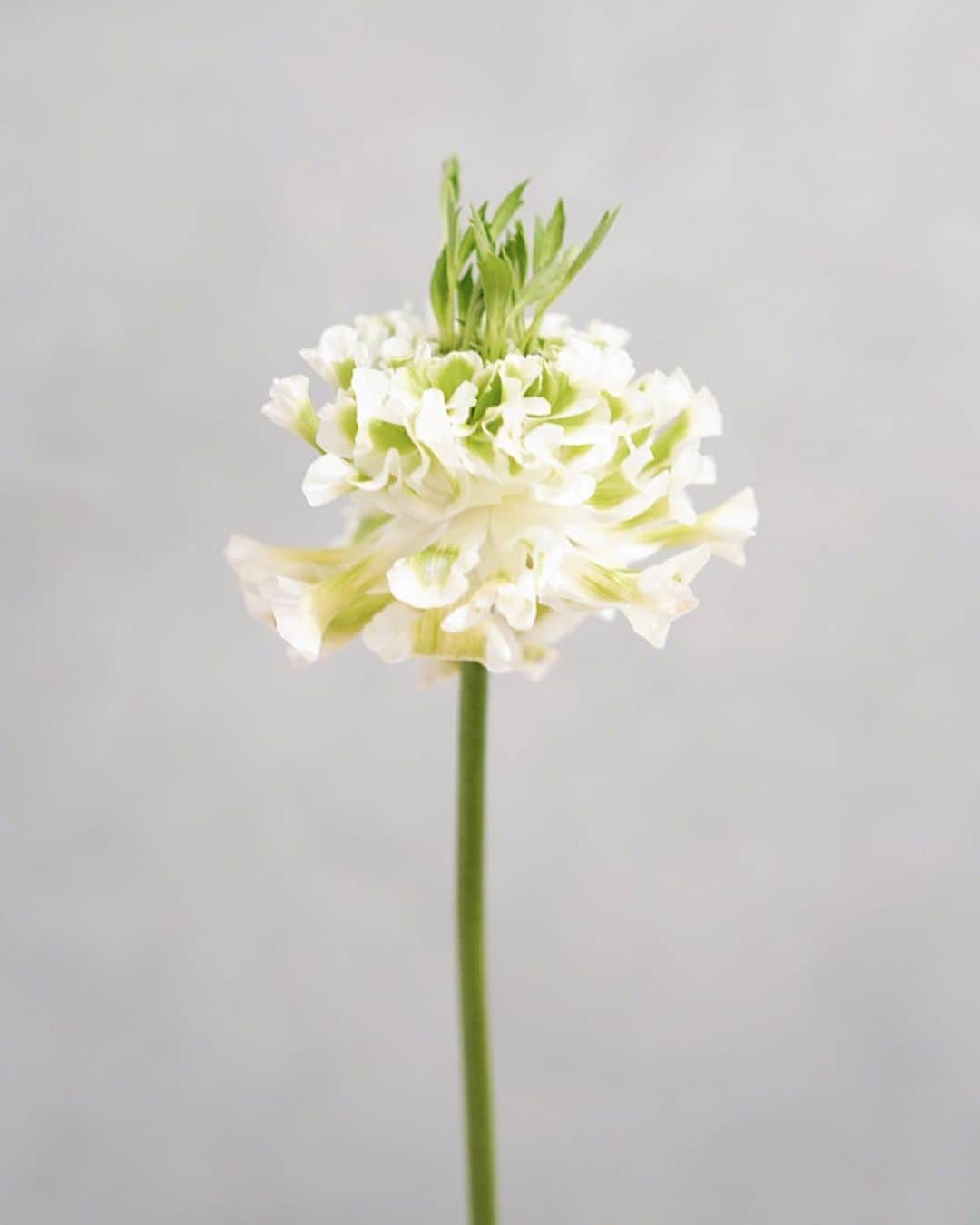 木南清香のインスタグラム：「🌱 ・ ・ お花の真ん中から、 草みたいなの生えてきた🌱 これ、#おしべ なのかな🤔 ・ #🌱 #花のある生活」