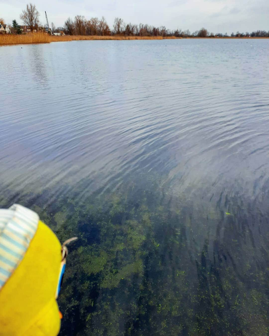 Little Yellow Birdさんのインスタグラム写真 - (Little Yellow BirdInstagram)「Look at how clear that water is! But, too cold for me...brrrr! #littleyellowbird #tweety #tweetykweelapis #adventures #yellow #bird #weekend #saturday #spiegelplas #nederhorstdenberg #water #clearwater #coldwater #february #coldweather #hiking #walking #stuffedanimalsofinstagram #plushiesofinstagram」2月27日 23時33分 - tweetykweelapis