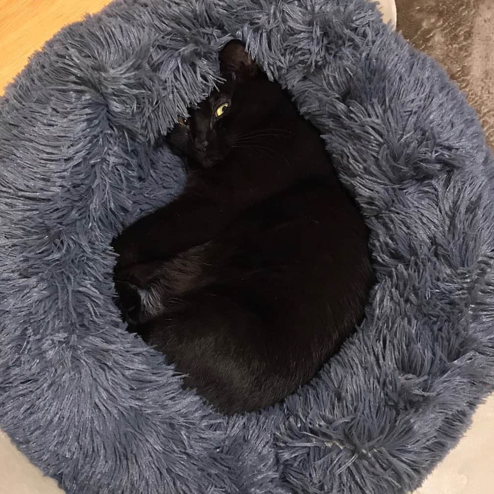 白石一文さんのインスタグラム写真 - (白石一文Instagram)「うちの黒猫。」2月27日 23時37分 - s.kazu2017