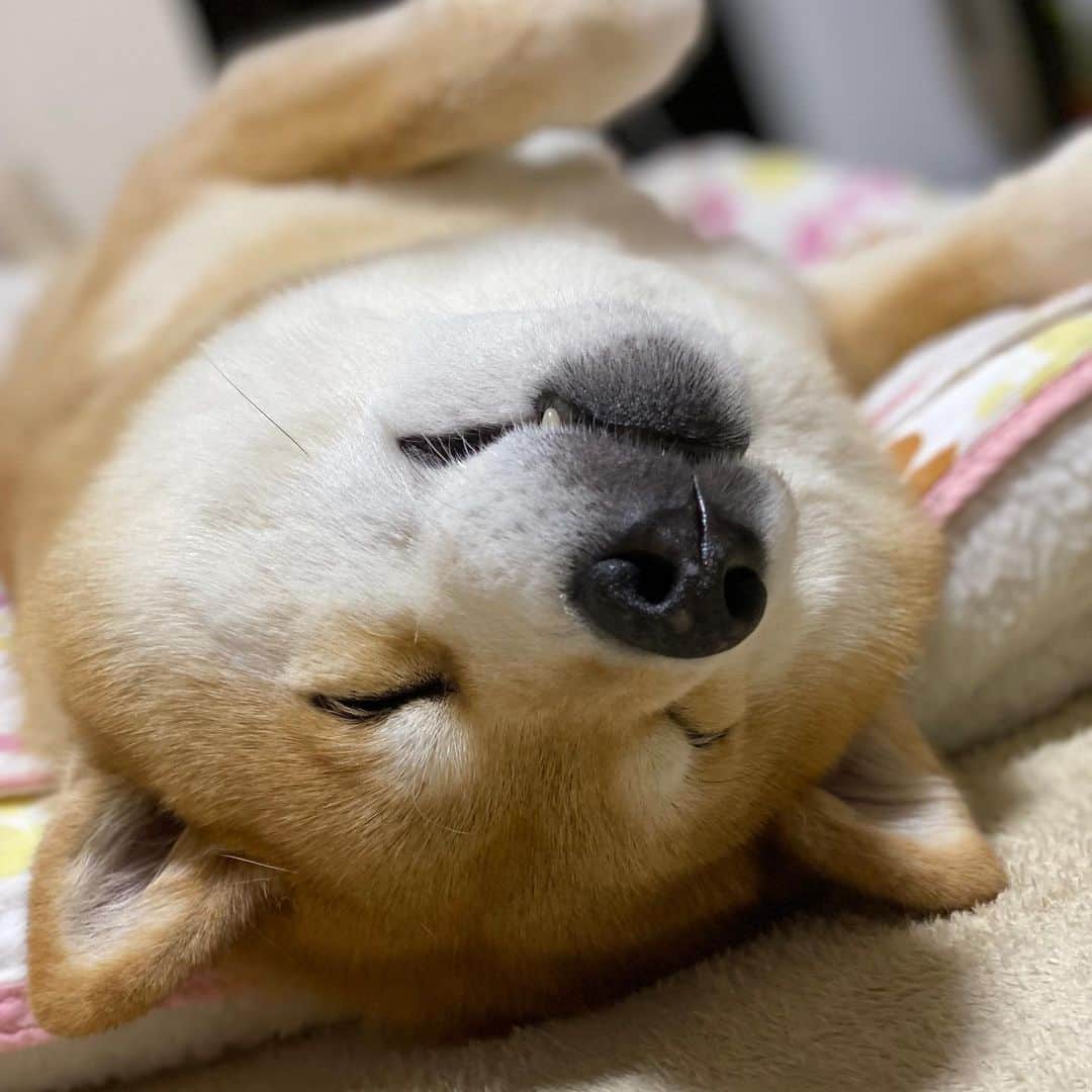 まる（まるたろう）のインスタグラム：「Good night!✨🐶💤✨また明日ね〜 #ごろんごろんして寝るか #起きたら全然違うところにいる  #あるあるよね」