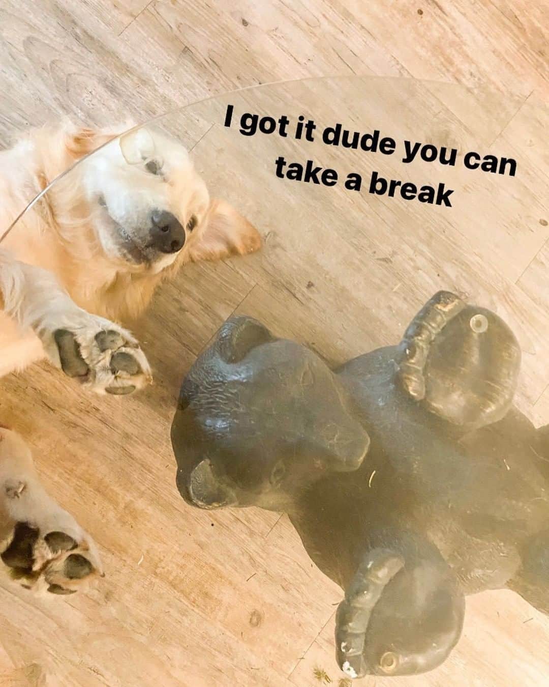 8crapさんのインスタグラム写真 - (8crapInstagram)「“Just a helpful boi” - Want to get featured like him? Join “The Barked Club” on FACEBOOK and post something now! 👉 barked.com - 📷 @goldenchilidog - #TheBarkedClub #barked #dog #doggo #GoldenRetriever」2月28日 0時11分 - barked