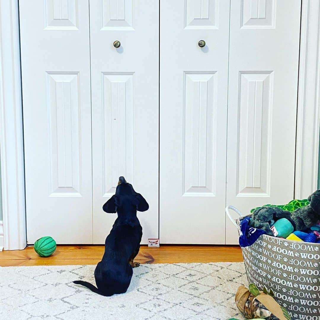 Crusoe the Celebrity Dachshundのインスタグラム：「“Stubbornness in its most perfect form - sitting immovably in front of the closet that holds my squeaky balls with my nose up high and ears pulled back to eaves drop on the humans’ discussions behind me about whether to give me another one.” ~ Crusoe」