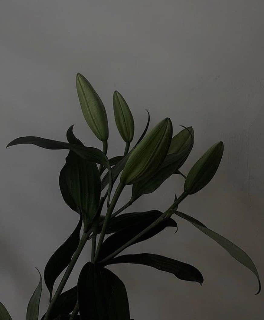 のインスタグラム：「Bloom for me 🤍」