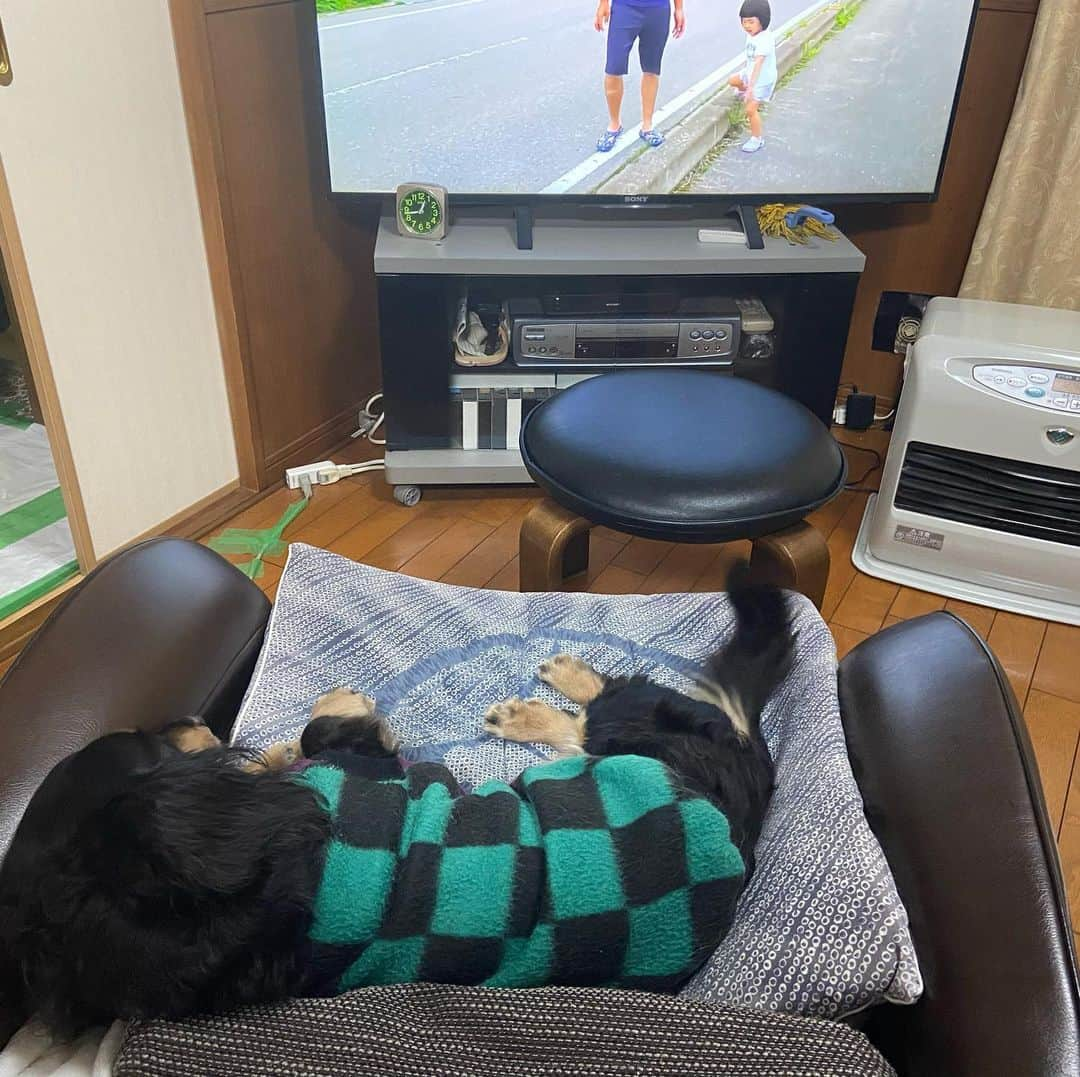 メルロコ一家の楽屋裏さんのインスタグラム写真 - (メルロコ一家の楽屋裏Instagram)「実家天国な奴。#どん#明日もきっといい日になる #はねのばしまくり #minituredachshund #dachshundlove #dachshundsofinstagram #instadog #ミニチュアダックスフンド#ミニチュアダックスフント#ミニチュアダックス#ダックス多頭飼い#メルロコ一家の横須賀ストーリー #ライブドアブログ公式ブロガー」2月28日 0時44分 - merulocomocodon