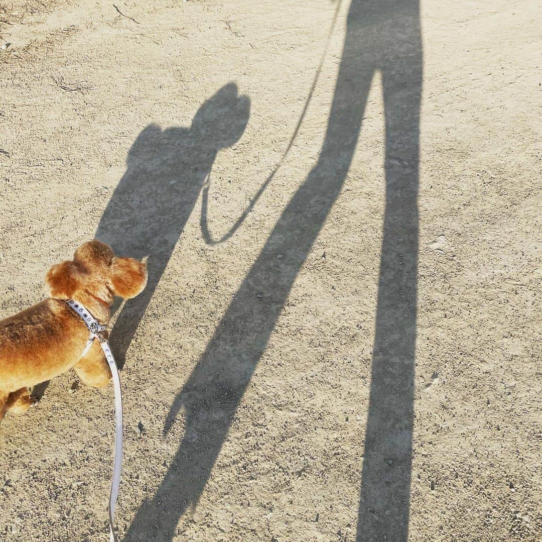 藤咲えりのインスタグラム：「トリミングの帰り。 上から見たらシルエット、ニッチェの江上さん。 　#トイプードル」