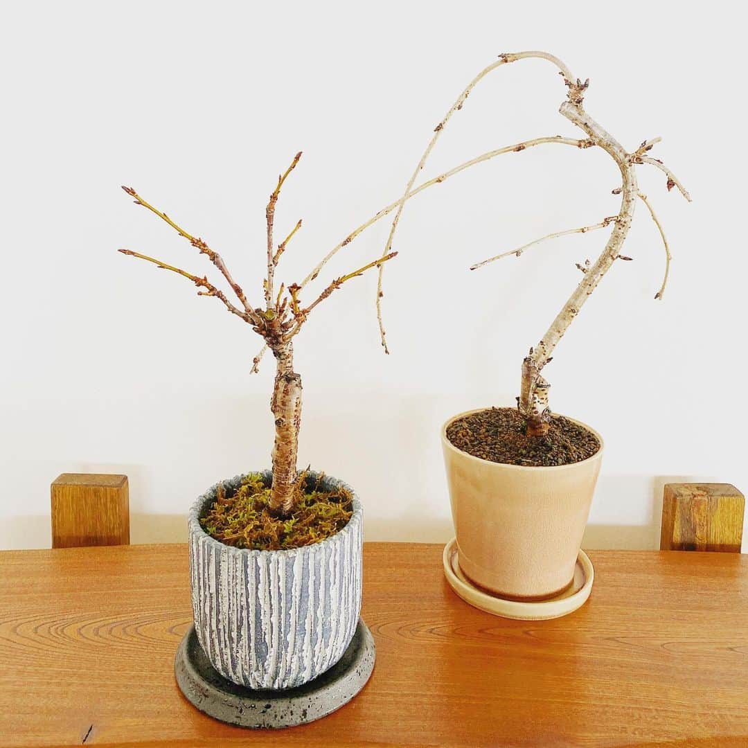 祥吉のグルメインスタ