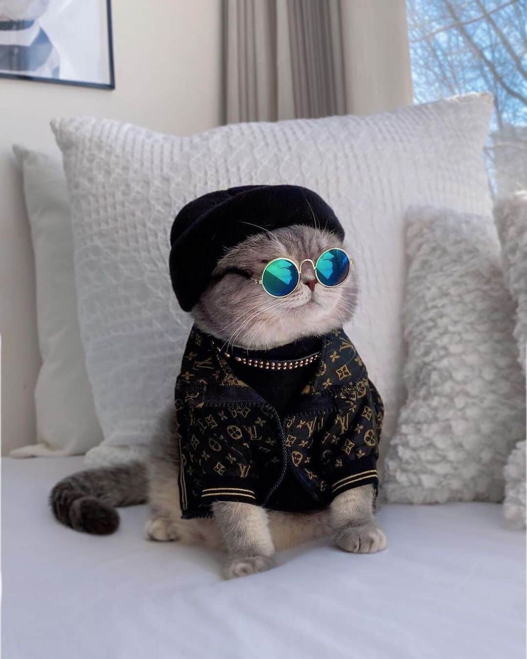 The Cats Of Instagramのインスタグラム：「#Repost • @a_street_cat_named_benson When you look so good, you don’t look at the camera 📸😹 #TakeAnOffguardPicOfMeRealQuick #DoILookCute」