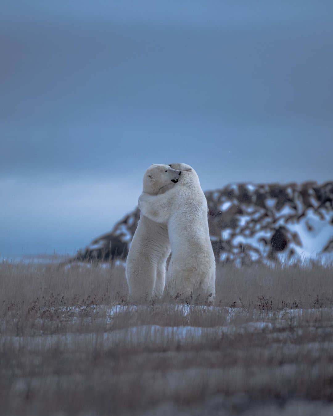 カナダグースさんのインスタグラム写真 - (カナダグースInstagram)「Today is #InternationalPolarBearDay. Together with @polarbearsinternational, we want to thank you for your continued support in raising $4.5 million for polar bear habitat research, advocacy and conservation.  📸: @jdubcaptures」2月28日 1時49分 - canadagoose