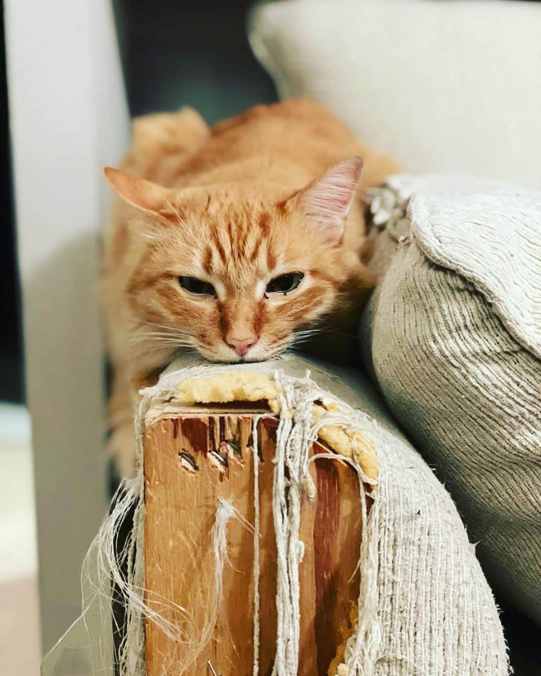 のインスタグラム：「ボクはこれまでにも、かずかずのママの玄界灘を見てきた。  ママはこうゆうとき、山伏になる。法螺貝を吹きならしながら、一気に山を登るんだ。その姿は、まるで歩く即身仏みたい。死んでいるみたいな姿で、目だけが爛々と光っている。  ボクは法螺貝の音がうるさいなと思いながら、横で応援しています。  ちょっと眠くなってきたけど。  がんばれ山伏🐚ぼぉお〜　ぼぉお〜  #ユピ坊」