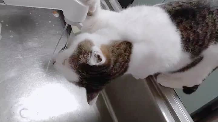 岡村真依のインスタグラム：「か❤️わ❤️い❤️い❤️  #ねこすたぐらむ #ねこ #cat #catsofinstagram #catstagram #にゃんこ #にゃんすたぐらむ #ねこのいる生活 #もふもふ #もふもふ部 #水飲み猫 #🐱 #goodnight」