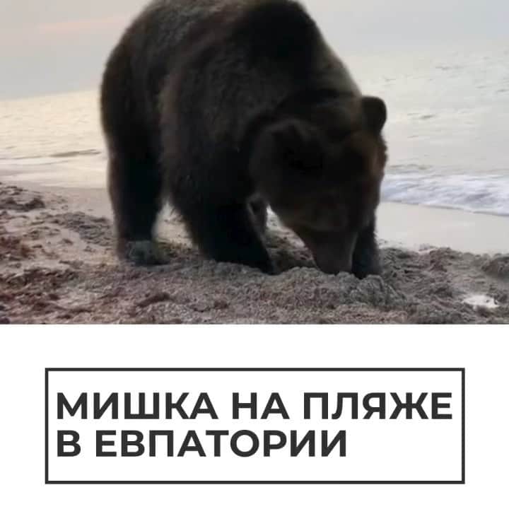 RIAノーボスチのインスタグラム：「Мы подобрали лучшее видео для субботнего вечера. Предлагаем вам расслабиться и полюбоваться, как мишка играет песком на евпаторском пляже.」