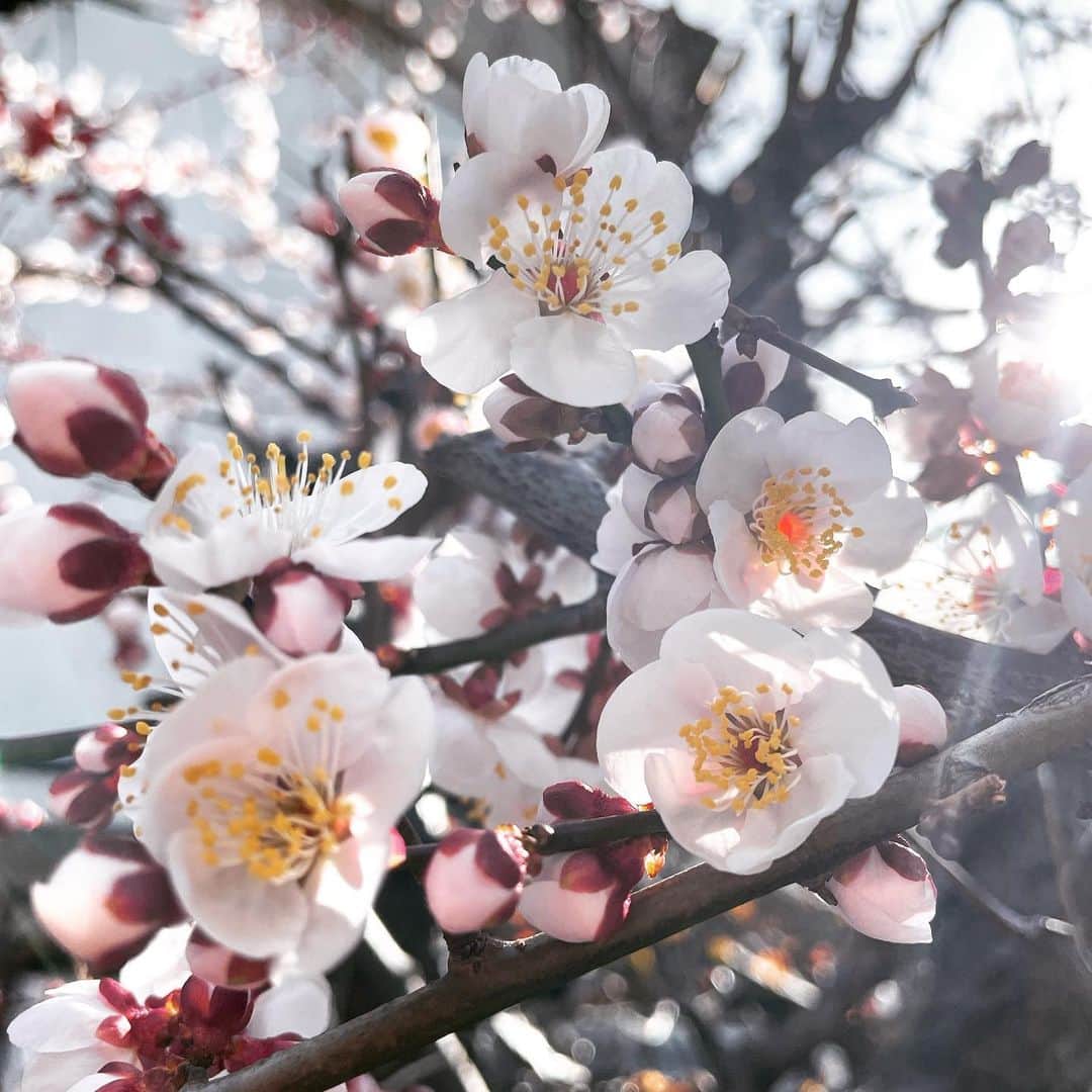 池田彩のインスタグラム：「桜咲いてる🌸 と思ったらウメやった！ え、これウメやんな？？ 椿も綺麗に咲いてる😊 春よ来い🌸🎶  #梅 #椿 #flowers #japan #gm」