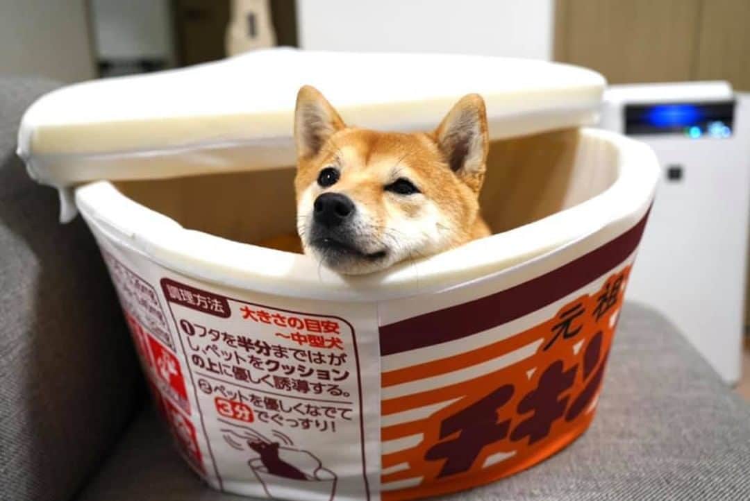 8crapさんのインスタグラム写真 - (8crapInstagram)「Where can I get this ramen? - Want to get featured like her? Join “The Barked Club” on FACEBOOK and post something now! 👉 barked.com - 📷 @kinako_the_smol_shiba - #TheBarkedClub #barked #dog #doggo #ShibaInu #Shiba」2月28日 2時00分 - barked