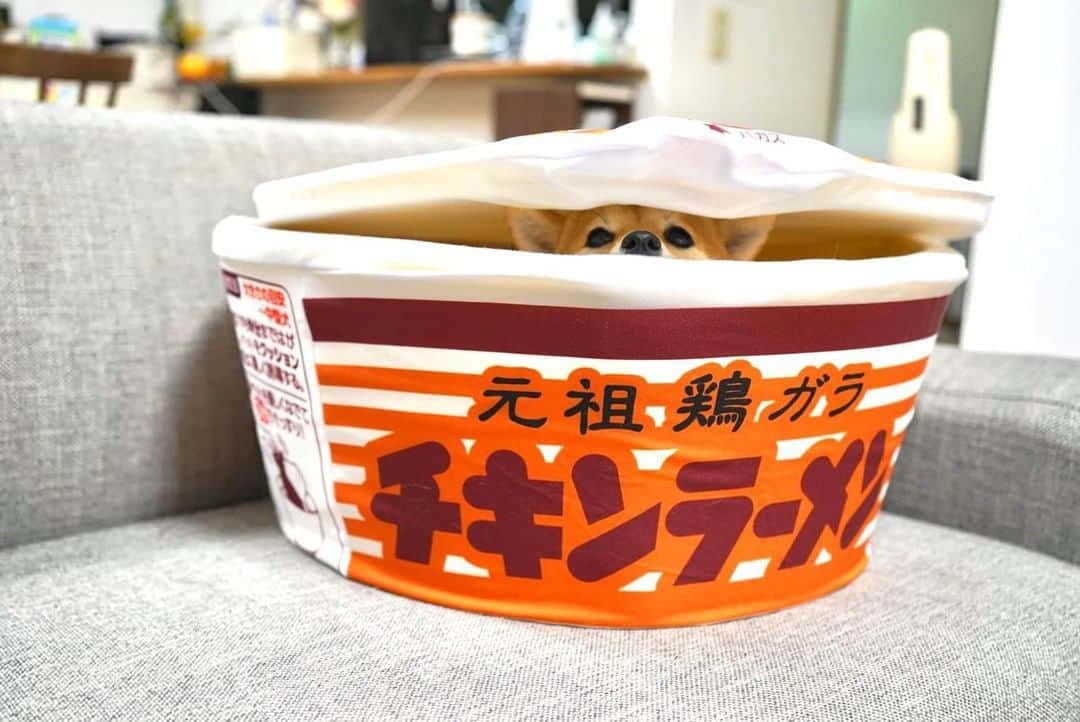 8crapさんのインスタグラム写真 - (8crapInstagram)「Where can I get this ramen? - Want to get featured like her? Join “The Barked Club” on FACEBOOK and post something now! 👉 barked.com - 📷 @kinako_the_smol_shiba - #TheBarkedClub #barked #dog #doggo #ShibaInu #Shiba」2月28日 2時00分 - barked