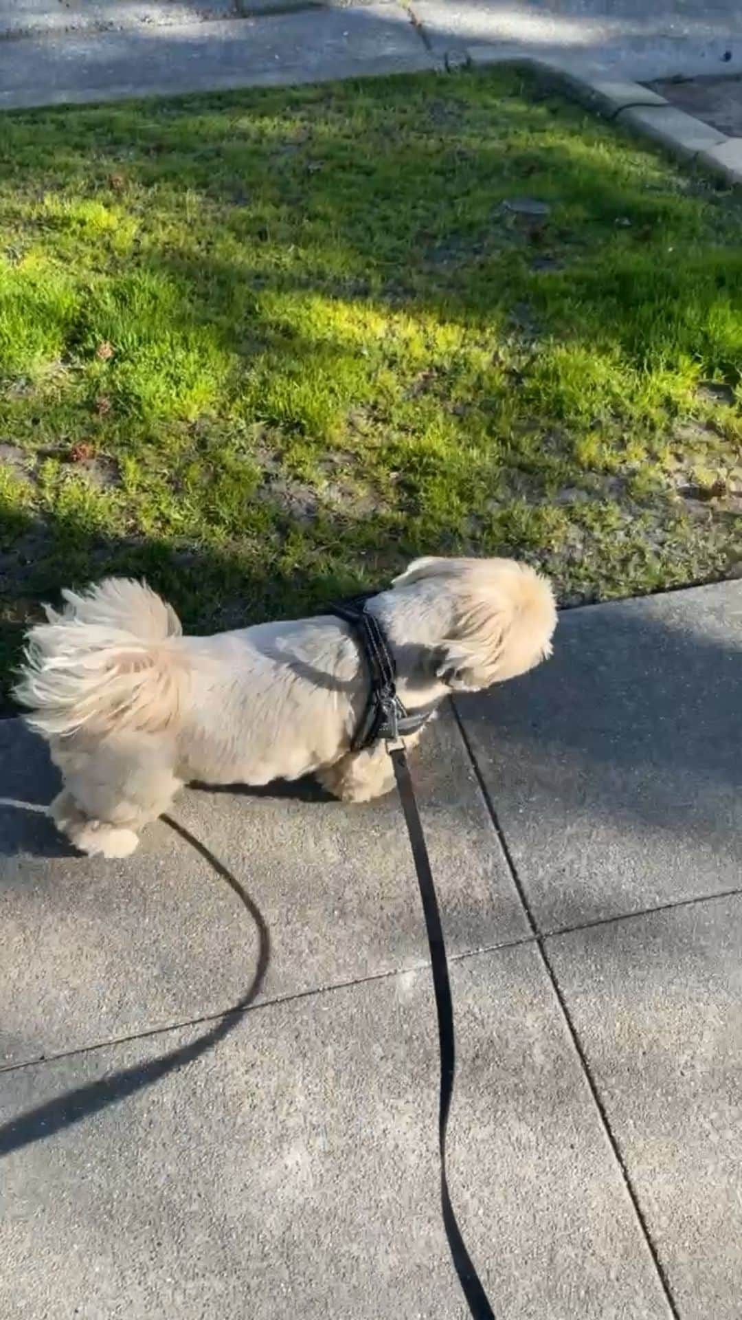Dougie the Shih Tzuのインスタグラム