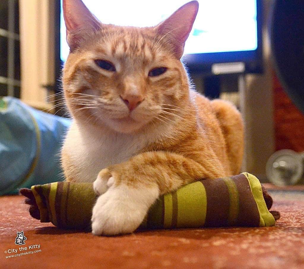 City the Kittyのインスタグラム：「Happy Caturday.❤️😸  How is your day going?  #Caturday」