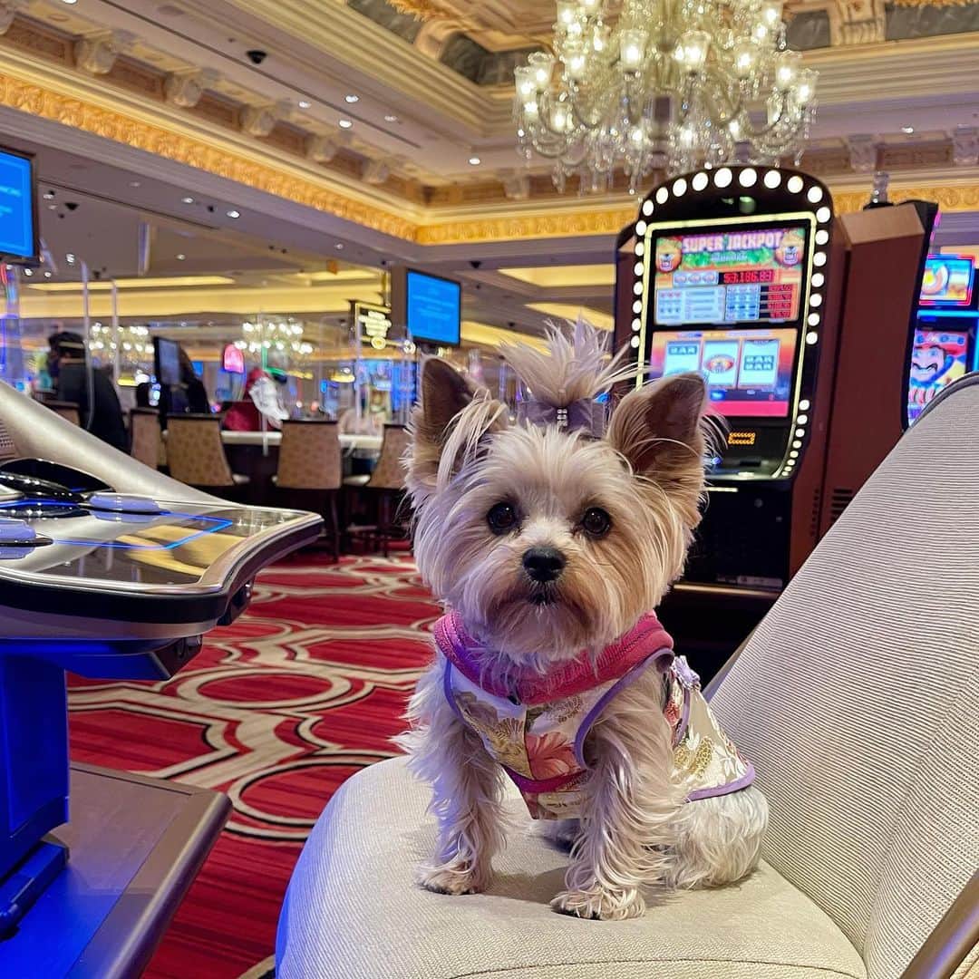さんのインスタグラム写真 - (Instagram)「Allie 💭 I’m just a little girl trying my luck to be a millionaire in a big casino! 🤞🏼🎲🤞🏼🎰💰💰💰🤣 #WishMeLuck #VenetianHotel #WinBig #LasVegasCasino」2月28日 2時58分 - happyyorkiefamily