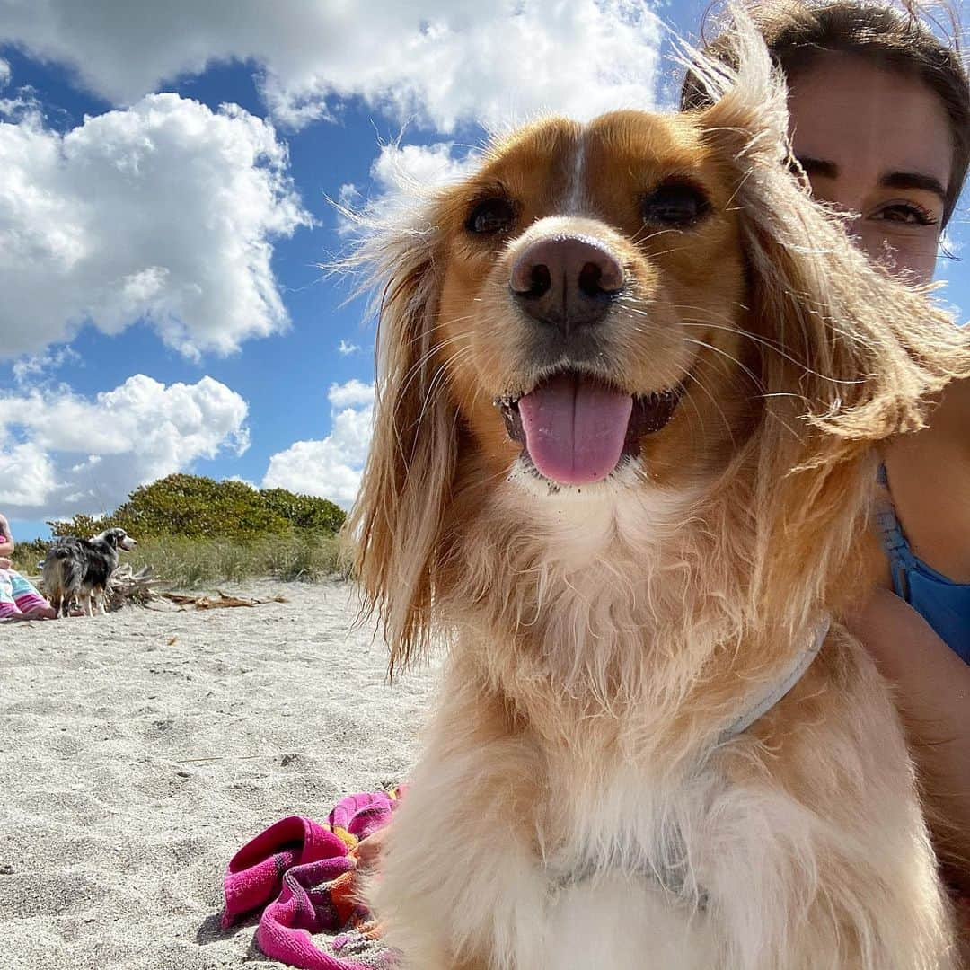 コートニー・マンスールのインスタグラム：「📍Venice Beach, Florida 🐾」