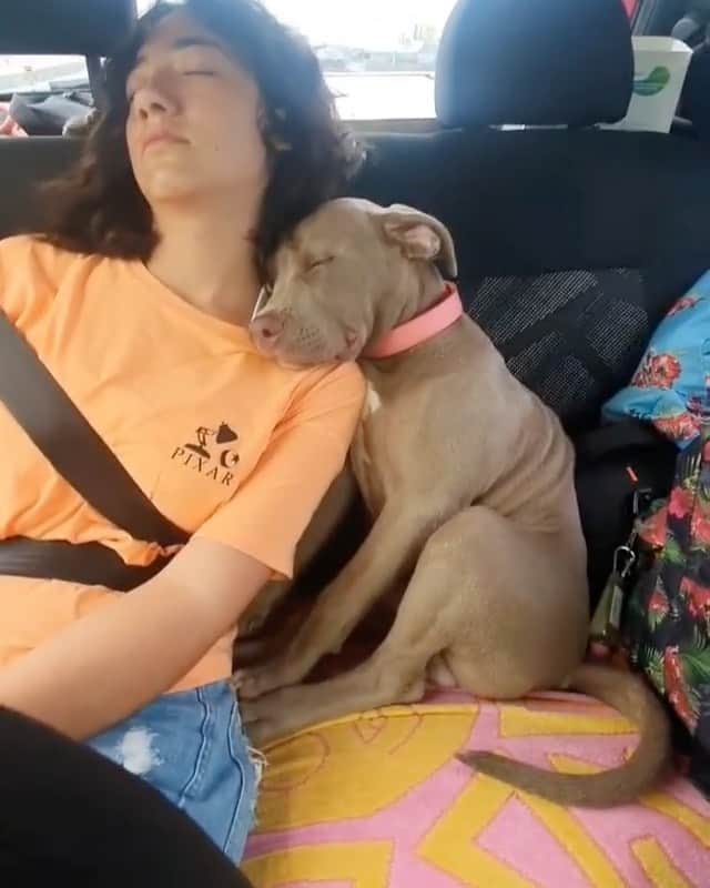 animalsのインスタグラム：「Best friends napping after a long day 😴 Video by: @ninoobully  Music y: Fleetwood Mac - Dreams 🎶」