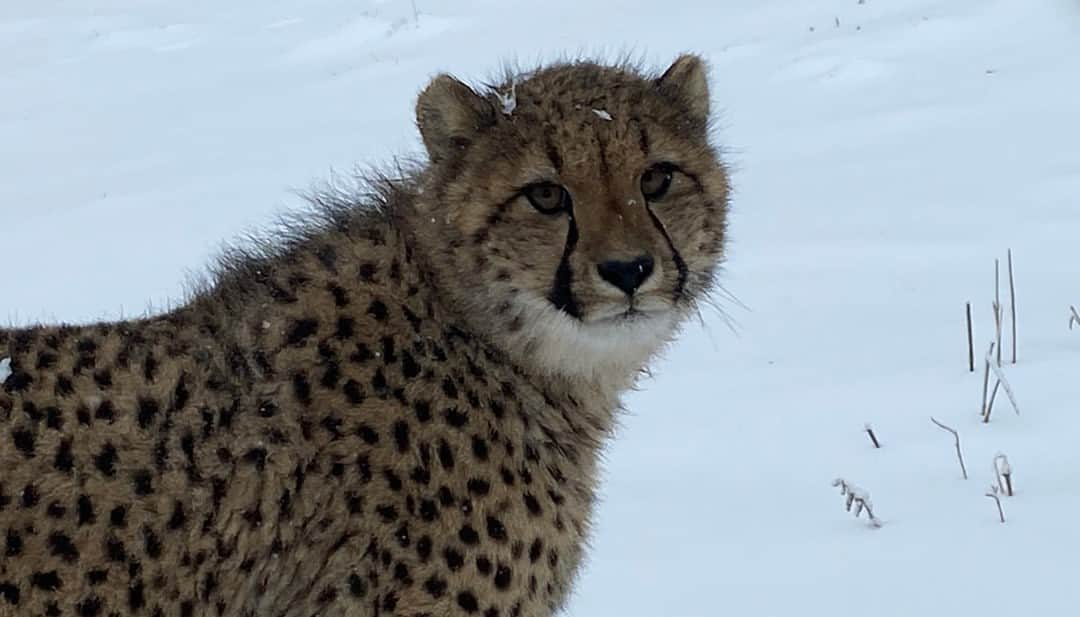 スミソニアン国立動物園のインスタグラム