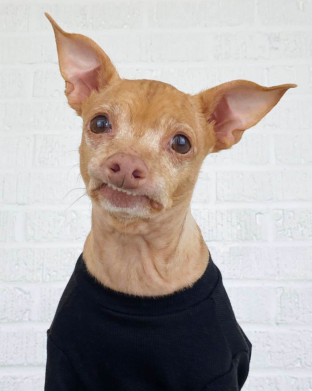 Tuna {breed:chiweenie} のインスタグラム：「How is he even allowed to be this attractive? Someone please tell me how. Thank you in advance for you input.」