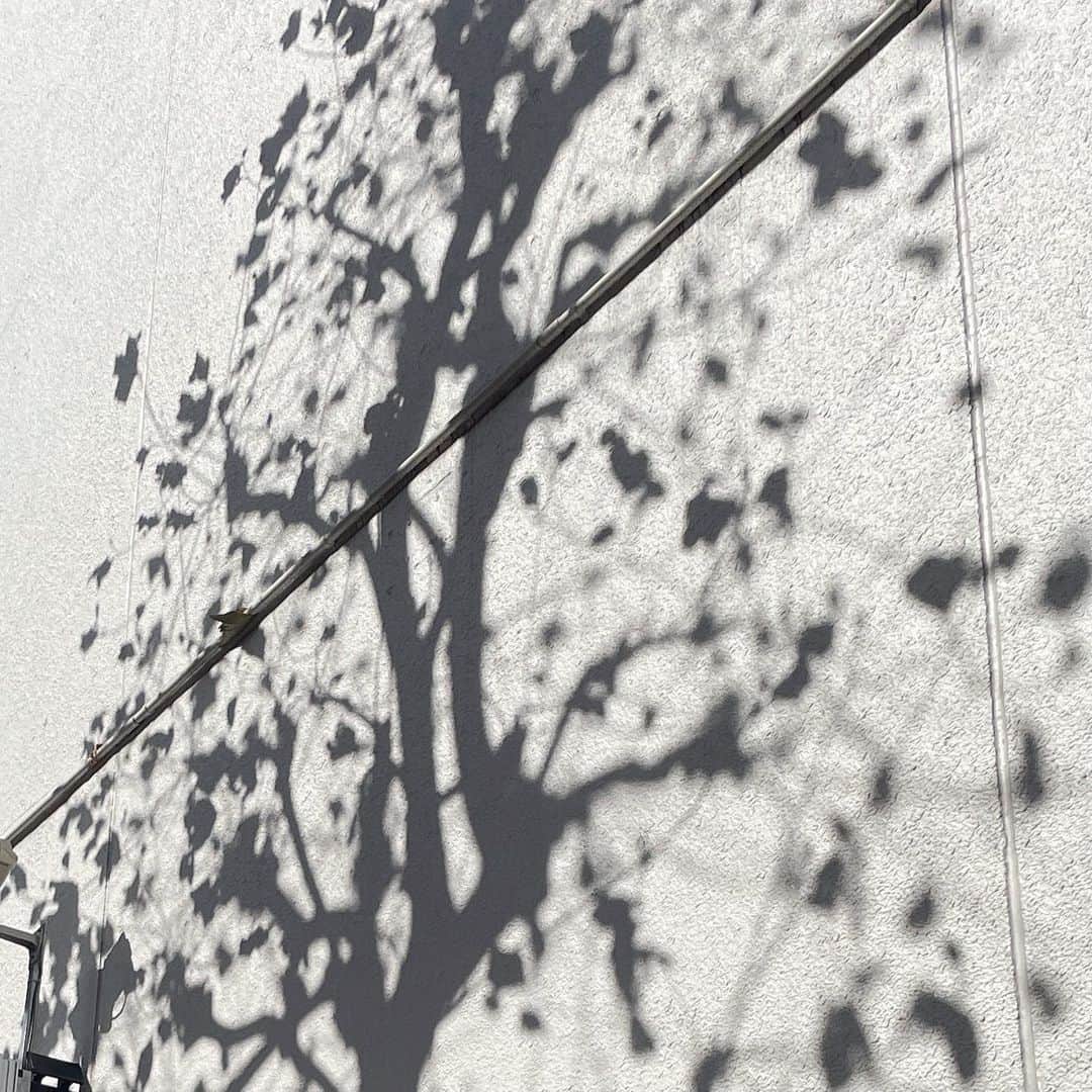 run+さんのインスタグラム写真 - (run+Instagram)「街中で見つけた素敵な景色 #😍 白い壁に映るのは木の影。 #影さえアート 上も下も横も見るところいっぱい♡♡♡ だからいまだに渋谷で迷ってますか？って聞かれる。 聞いてくれた人はきっとただ優しい人。笑  #今日も良いランでした  #走れるって幸せ #走れるって当たり前じゃない #走るを楽しむ #ゆるラン #街ラン #街RUN  #ランニング好きでアート好きな人と繋がりたい  #RUN➕Art #ArtRun #artrunning #DaysArt #アート散歩  ラン ランニング マラソン RUN RUNNING RUNNER  #ハシリマシタグラム #ハシリマスタグラム #igランナーズ  #ランニング好きな人と繋がりたい #街ラン好きな人と繋がりたい #ランナーさんと繋がりたい #igランナーズと繋がりたい #ランニング好きでアート好きな人と繋がりたい  #RunForSmile #Runday #RunLovesLife #runstagram #走る楽しさ広げ隊 @runplus #aday」2月28日 4時50分 - runplus
