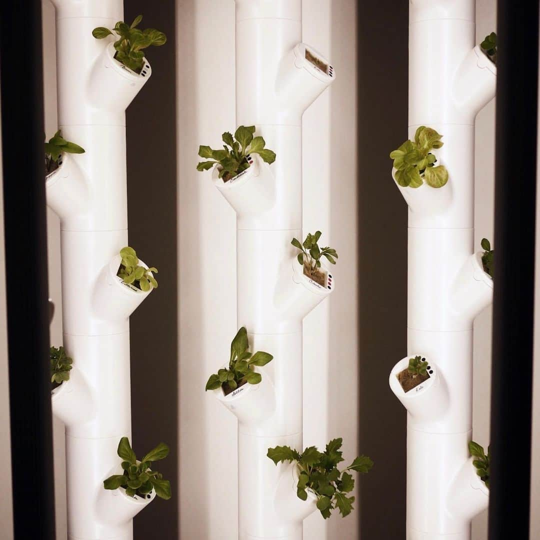 ケイティ・キャシディさんのインスタグラム写真 - (ケイティ・キャシディInstagram)「My lil pods are growing! You changed my kitchen game @gardyntech」2月28日 5時04分 - katiecassidy