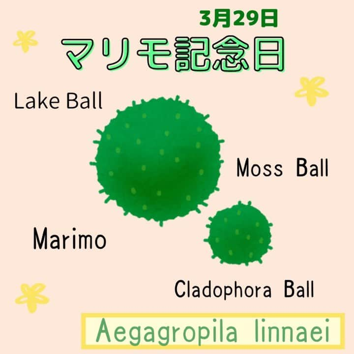 髙木萌香のインスタグラム：「☺︎ 🇺🇸マーガレットのワンポイント英語(#239)🇺🇸  3 月 29 日 #マリモ記念日 毬の形に似ている藻 ・Aegagropila linnaei ・Marimo ・Cladophora Ball ・Lake Ball ・Moss Ball  #英会話 #英単語 #英語学習 #マガワン #マリモ #marimo」