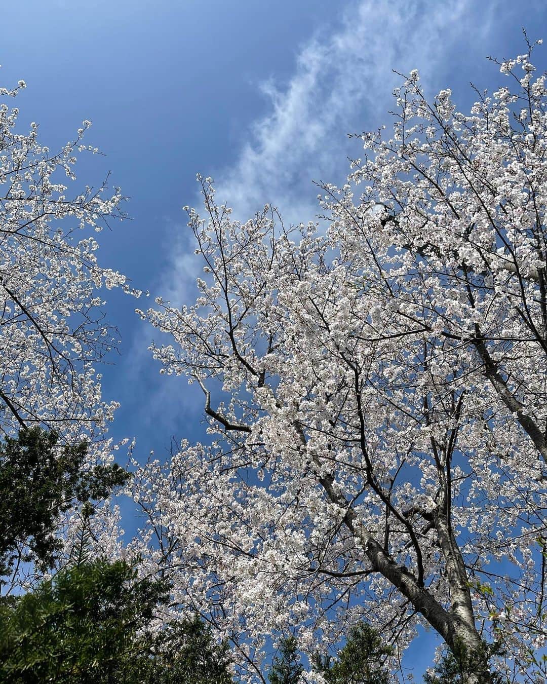 杉山愛さんのインスタグラム写真 - (杉山愛Instagram)「🌸快晴の月曜日🌸 私達のテニスクラブも🌸満開です😆 皆さんにとって素敵な1週間になりますように✨」3月29日 10時07分 - aisugiyamaofficial