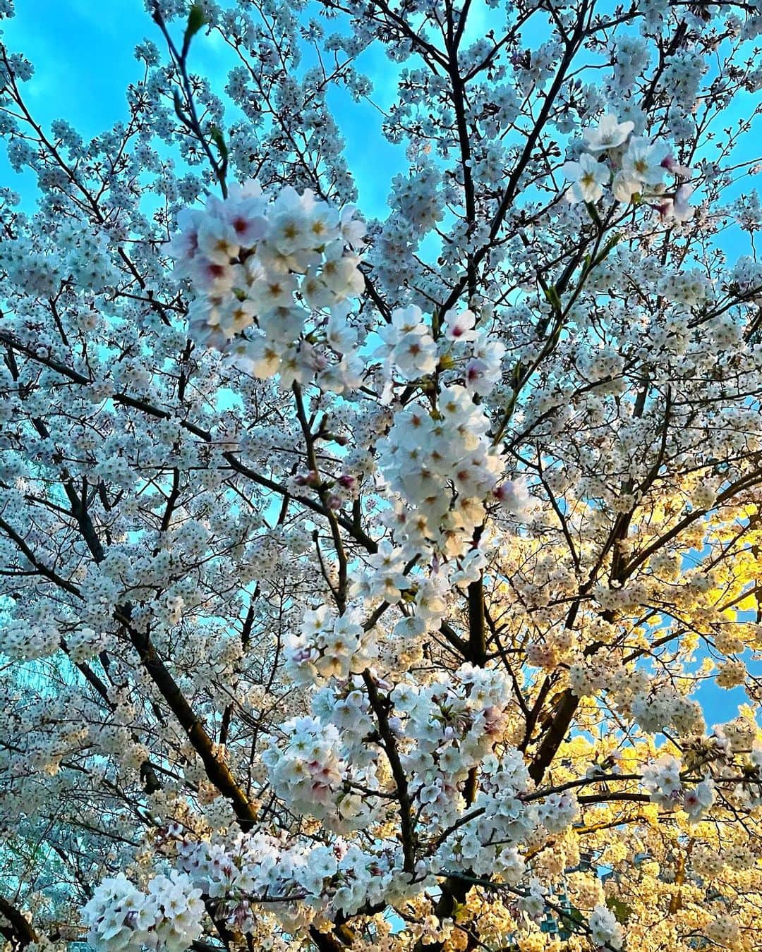 源崎トモエさんのインスタグラム写真 - (源崎トモエInstagram)「チラッとお花見🌸 やっと暖かくなってきて嬉しいな☺️ . #お花見 #桜  #衣替え しないとね」3月29日 10時01分 - ggeenn1119