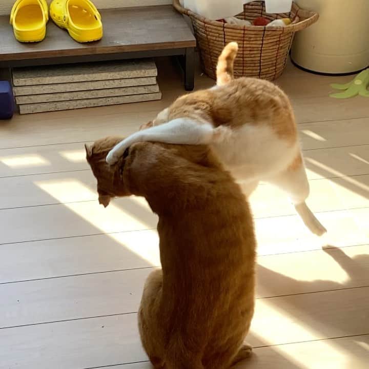 末吉 弦太のインスタグラム：「猫プロレス　茶色カード  #僕らの居場所は言わにゃいで ・ 外で暮らす動物たちの写真をインターネット上で公開する際は、虐待や遺棄を考えている人たちがあなたの発信した情報を悪用する可能性について考慮し、具体的な地名や位置情報などを伏せ、背景にも場所が特定できないようご配慮をお願い申し上げます。 ・ When you post the photo of stray cat, Please Don’t publish about location. If Abusers find your photo.They will come to hurt strays. Please save the life of animals !! ・ 为了在外生存的流浪猫和其它动物们能够平静的生活，请不要公开摄影的场所. ・ 길 고양이나 야외 생활을 하고 있는 동물들의 편안한 생활을 위해 촬영 장소는 공개하지 않도록 하겠습니다. ・ หากคุณถ่ายรูปแมวจรจัด กรุณาอย่าลงสถานที่ที่คุณได้ถ่ายพวกเค้าไว้ เนื่องจากอาจมีคนใจร้ายไปทำอันตรายต่อแมวได้ มาช่วยกันอนุรักษ์แมวกันนะครับ」